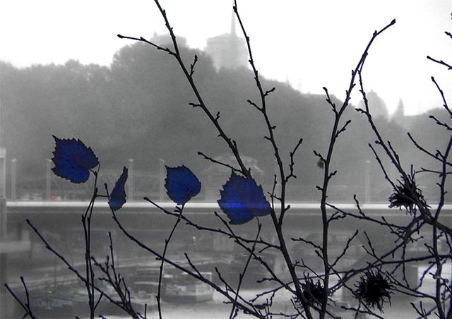 Trois feuilles bleues...